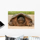 Snapping Turtle Shell Wall Decal