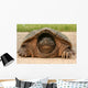 Snapping Turtle Shell Wall Decal
