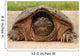 Snapping Turtle Shell Wall Decal