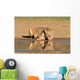 Lioness Drinking Water Kalahari Wall Decal