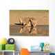 Lioness Drinking Water Kalahari Wall Decal