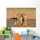 Lioness Drinking Water Kalahari Wall Decal