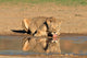 Lioness Drinking Water Kalahari Wall Decal