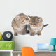 Persian Kitten Wall Decal