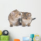 Persian Kitten Wall Decal