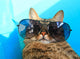 Cat Wearing Sunglasses Wall Decal