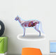Cat Anatomy Internal Anatomy Wall Decal