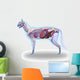 Cat Anatomy Internal Anatomy Wall Decal