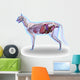 Cat Anatomy Internal Anatomy Wall Decal