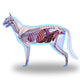 Cat Anatomy Internal Anatomy Wall Decal