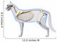 Cat Skeleton Anatomy - Anatomy Wall Decal
