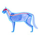 Cat Nervous System Felis Wall Decal