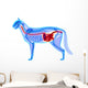 Cat Digestive System Felis Wall Decal