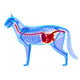 Cat Digestive System Felis Wall Decal