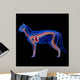 Cat Heart Anatomy Circulatory Wall Decal