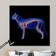 Cat Heart Anatomy Circulatory Wall Decal