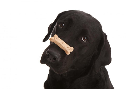 Dog Tricks Wall Decal