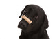 Dog Tricks Wall Decal