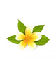 Frangipani with Leaves Exotic Wall Decal