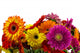 Gerbera Flower Wall Decal