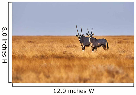 Two Oryx Savannah Wall Decal
