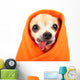 Cute Chihuahua with His Wall Decal