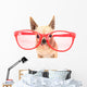 Cute Chihuahua with Giant Wall Decal