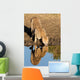 Cheetah Drinking Water with Wall Decal