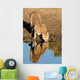 Cheetah Drinking Water with Wall Decal