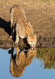 Cheetah Drinking Water with Wall Decal