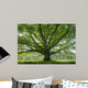 Oak 8 Wall Decal
