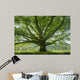 Oak 8 Wall Decal