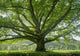 Oak 8 Wall Decal