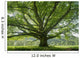 Oak 8 Wall Decal