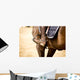 Equestrian Sports Wall Mural