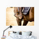 Equestrian Sports Wall Mural