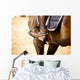 Equestrian Sports Wall Mural