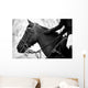 Equestrian Sports Wall Mural