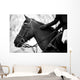 Equestrian Sports Wall Mural