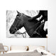 Equestrian Sports Wall Mural