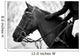 Equestrian Sports Wall Mural