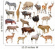 Africa Animals Wall Stickers Wall Decal
