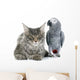 African Grey Parrot and Wall Decal