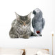 African Grey Parrot and Wall Decal