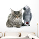 African Grey Parrot and Wall Decal