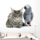 African Grey Parrot and Wall Decal