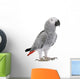 African Grey Parrot Wall Decal