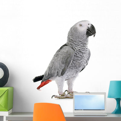 African Grey Parrot Wall Decal shown on a wall