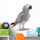 African Grey Parrot Wall Decal