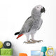 African Grey Parrot Wall Decal